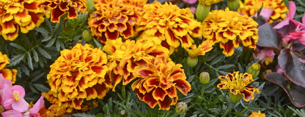 A körömvirág a kertészek szövetségesei a kártevők elleni küzdelemben