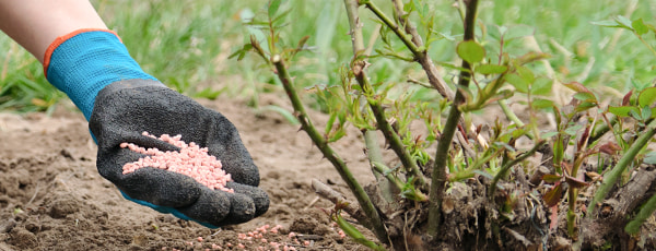 A rózsaápolás 5 titka tél után