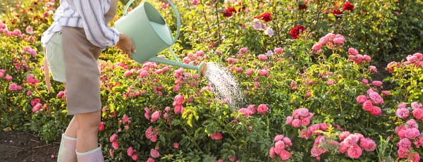 A rózsák gondozása nyáron: a folyamatos virágzás titkai