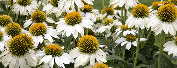Az Echinacea szépsége és gyógyító tulajdonságai: útmutató a csodavirág termesztéséhez - GradinaMax Az Echinacea szépsége és gyógyító tulajdonságai: útmutató a csodavirág termesztéséhez