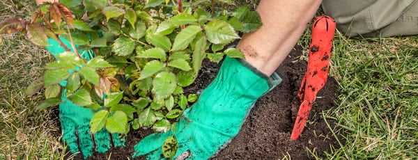 Az őszi rózsaültetés előnyei és jellemzői - GradinaMax Az őszi rózsaültetés előnyei és jellemzői