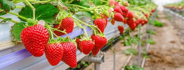 Eper hidroponika: hogyan szüreteljünk otthon