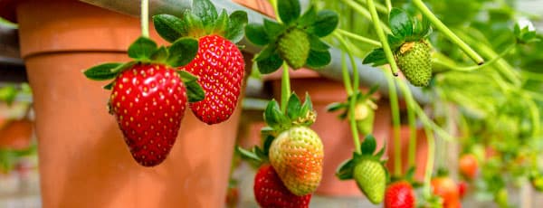 Eperfajták tenyésztése és mit termesszünk a gazdag termésért