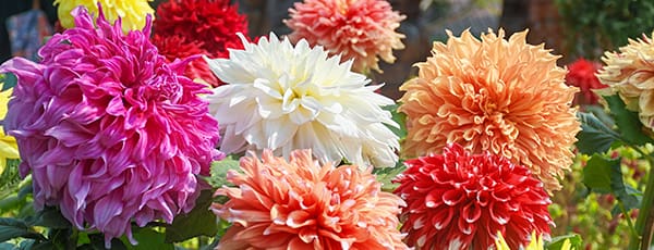 Évelő virágok, amelyek az ültetés évében virágoznak