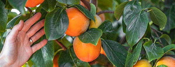 Fagyöngy az ültetéstől a betakarításig - a sikeres termesztés titkai - GradinaMax Fagyöngy az ültetéstől a betakarításig - a sikeres termesztés titkai