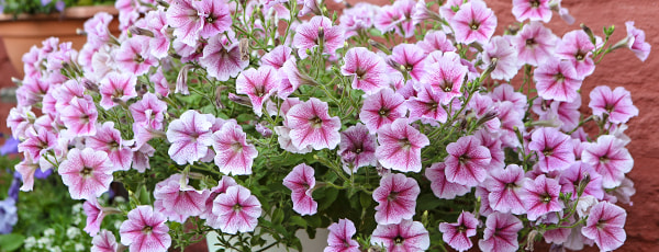 Fedezze fel a balkonvirágok varázsát: a vetéstől a virágzásig - GradinaMax Fedezze fel a balkonvirágok varázsát: a vetéstől a virágzásig