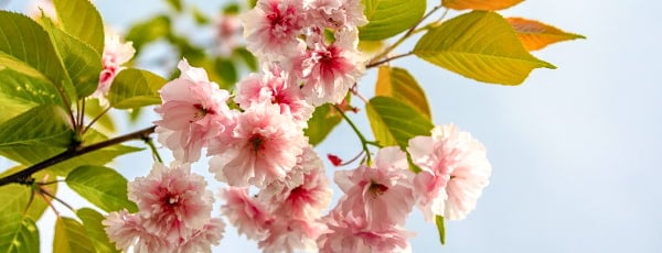 Fedezze fel a japán cseresznyefa varázsát: hogyan kell gondozni ezt a növényt, hogy élvezhessük buja virágzását? - GradinaMax Fedezze fel a japán cseresznyefa varázsát: hogyan kell gondozni ezt a növényt, hogy élvezhessük buja virágzását?