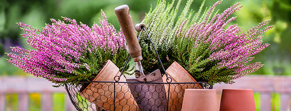 Hanga a kertben: termesztéssel kapcsolatos jellemzők és finomságok