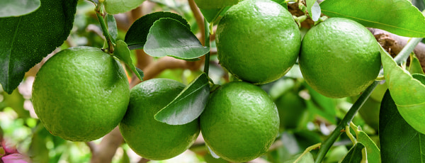 Három kipróbált és bevált módszer a lime termesztésére az ablakpárkányon