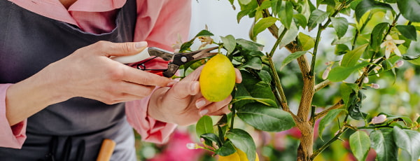 Házi citrom - vitaminforrás és frissítő íz