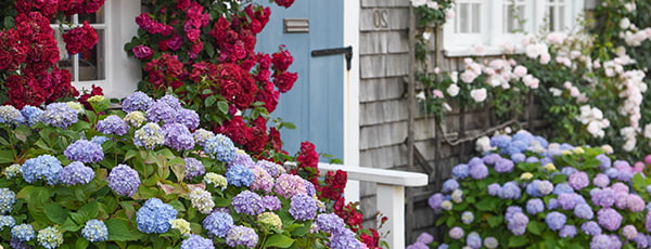 Hogyan ápoljuk a hortenziát tavasszal, hogy ösztönözzük a növekedést és a virágzást?