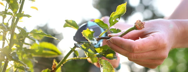 Hogyan ápoljuk a rózsákat virágzás után?