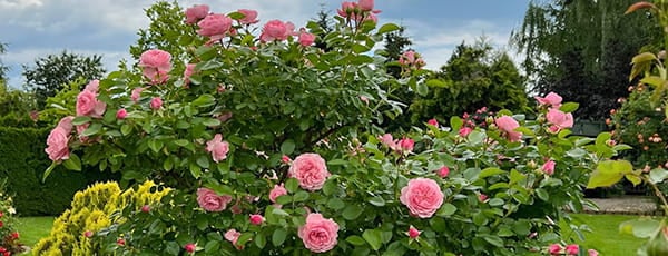 Hogyan hozzuk létre saját rózsakertünket és hogyan tartsuk rendben? - GradinaMax Hogyan hozzuk létre saját rózsakertünket és hogyan tartsuk rendben?