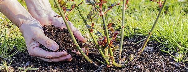 Hogyan kell rózsát ültetni a földbe - utasítások