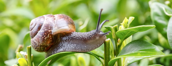 Hogyan lehet a csigákat természetes jogorvoslatokkal elriasztani?
