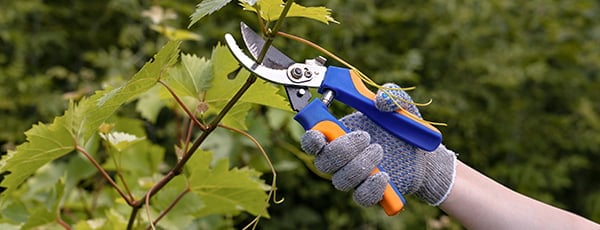 Lépésről lépésre: a tavaszi szőlőültetés szabályai