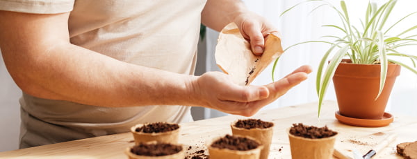 Levendula termesztése cserépben a vetéstől a kifejlett bokorig - GradinaMax Levendula termesztése cserépben a vetéstől a kifejlett bokorig