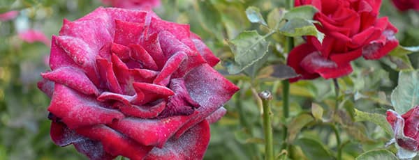 Lisztharmat a rózsákon - hogyan mentsd meg a növényeidet?