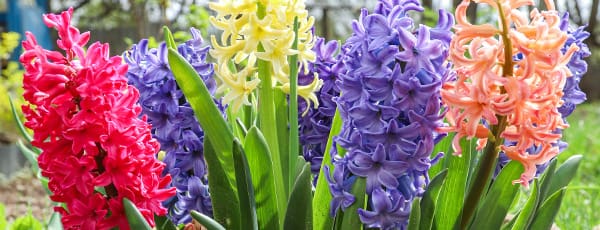 Május a kertben: mit tegyünk májusban a kertben és a gyümölcsösben?