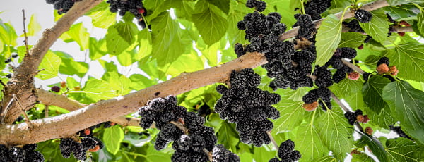 Miért ültessük az eperfát: előnyök, szépség és nagyszerű íz