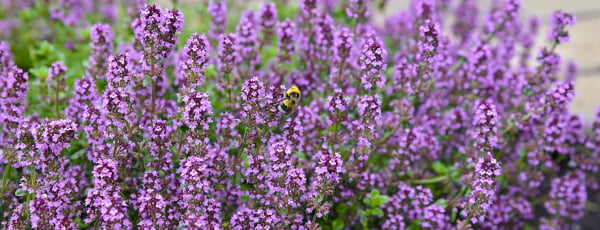 Milyen növényeket nem kedvelnek a legyek és a szúnyogok? Hová kell ültetni őket?