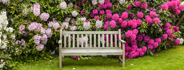 Mit ültessünk rododendron mellé?