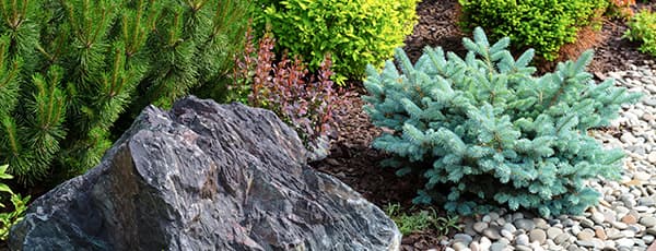 Örökzöld szépség: tűlevelűek az alpesi sziklakertekhez