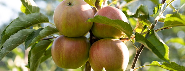 Oszlopos almafák: kompakt gyümölcsös bőséges terméssel - GradinaMax Oszlopos almafák: kompakt gyümölcsös bőséges terméssel