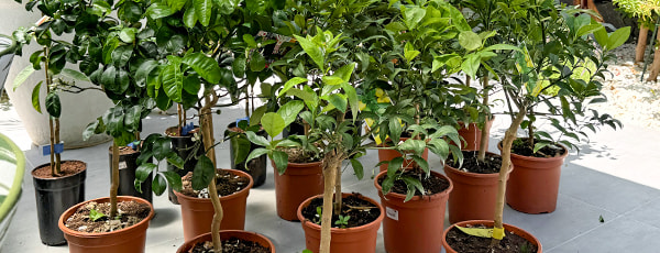 Oszlopos fák egy konténerben: hogyan lehet minikertet termeszteni? - GradinaMax Oszlopos fák egy konténerben: hogyan lehet minikertet termeszteni?