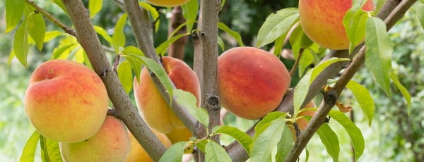 Oszlopos gyümölcsfák - a kiskertek felfedezettjei! - GradinaMax Oszlopos gyümölcsfák - a kiskertek felfedezettjei!