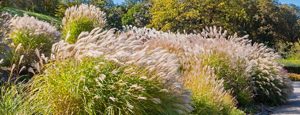Pampas fű - ültetési utasítások - GradinaMax Pampas fű - ültetési utasítások