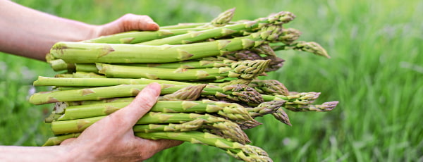 Spárgatermesztés - minden, amit tudnia kell