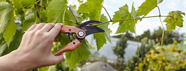 Szőlő: az őszi metszés és a téli takarás titkai