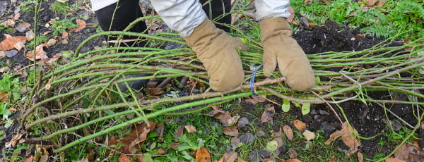 Téli mese a rózsáknak: mivel takarjuk le a bokrokat, hogy ne fagyjanak el?