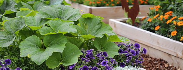 Vetési terv májusra: a zöldségek és virágok részletes listája