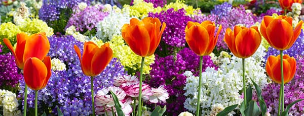 Virágdíszek tulipánból és nárciszból