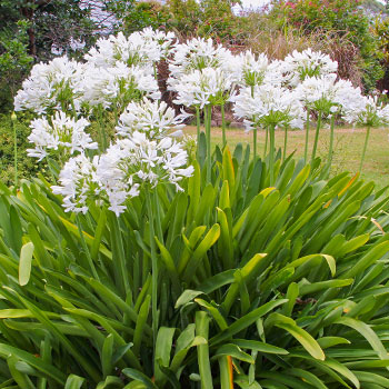 Afrikai liliom