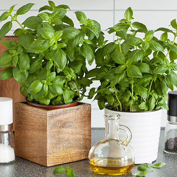 Aromás cserepes