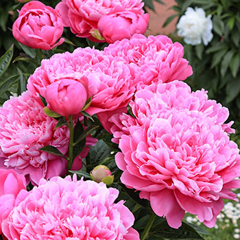 Bazsarózsa lágyszárú