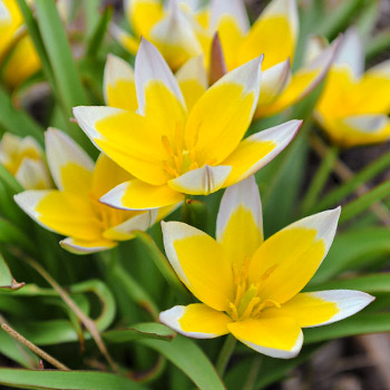 Botanikus tulipánok