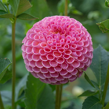Dahlia lambda