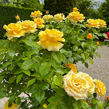 English Rose