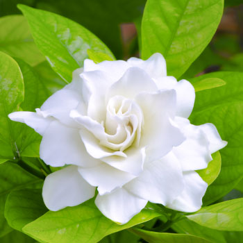Gardénia