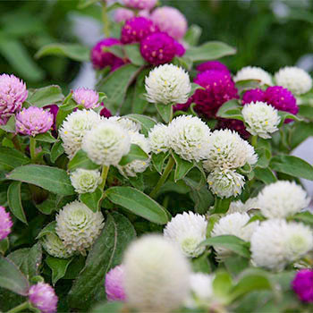 Gomphrena