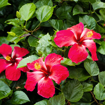 Hibiszkusz