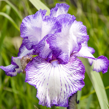 Írisz Germán