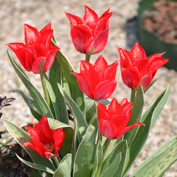 Liliom alakú tulipánok