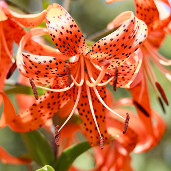 Liliom tigris