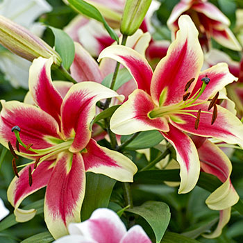 Liliom