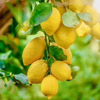 Limon